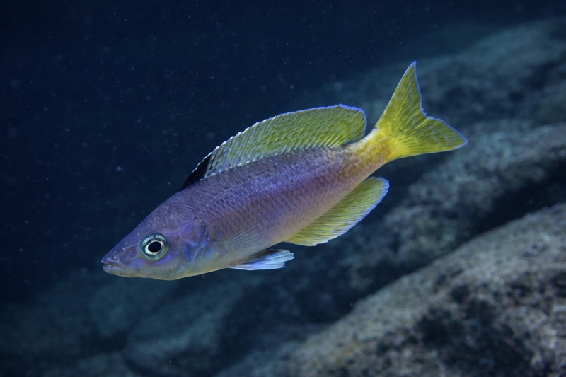 Cyprichromis sp. 'leptosoma jumbo' Kipili